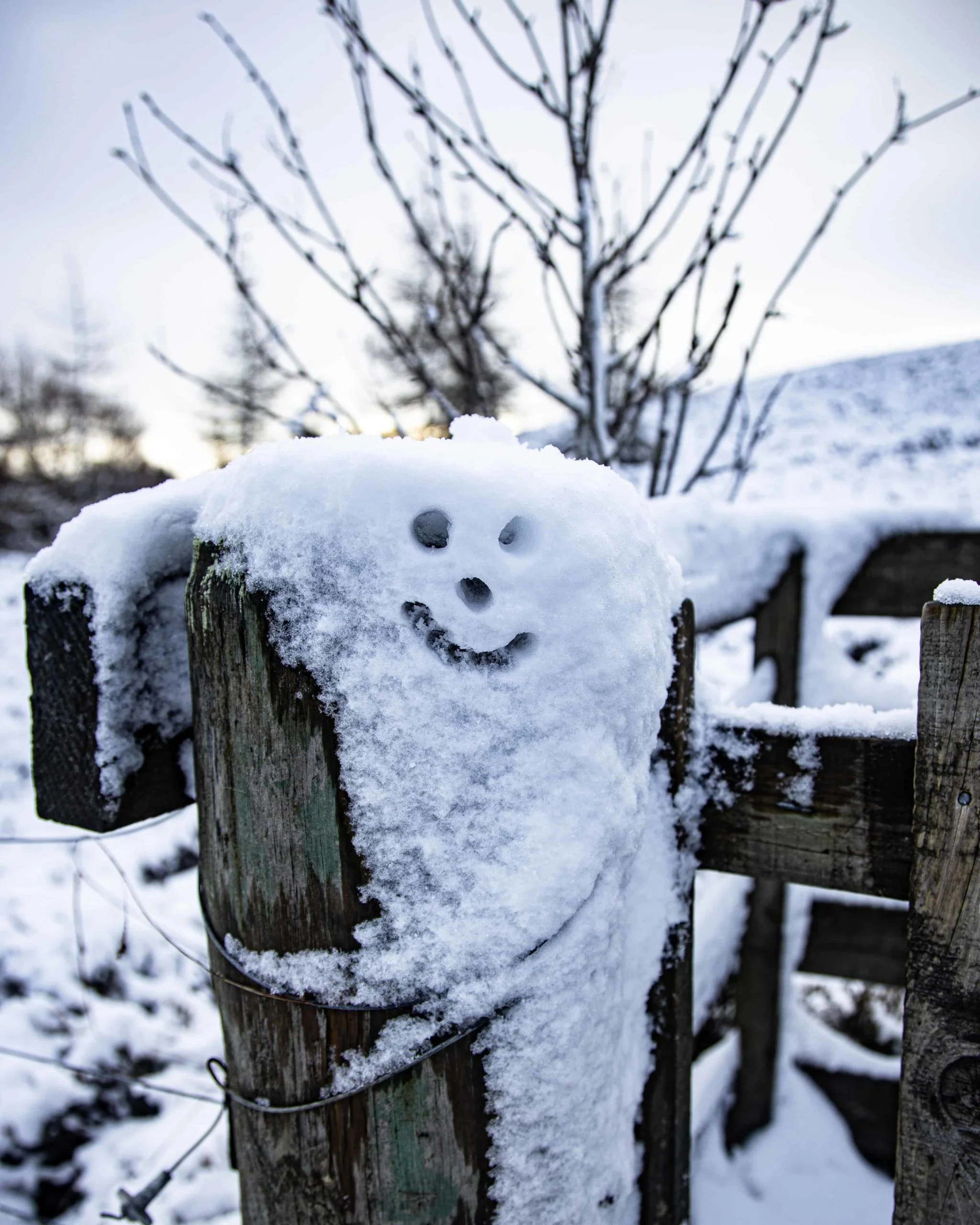 Smile DP Photo