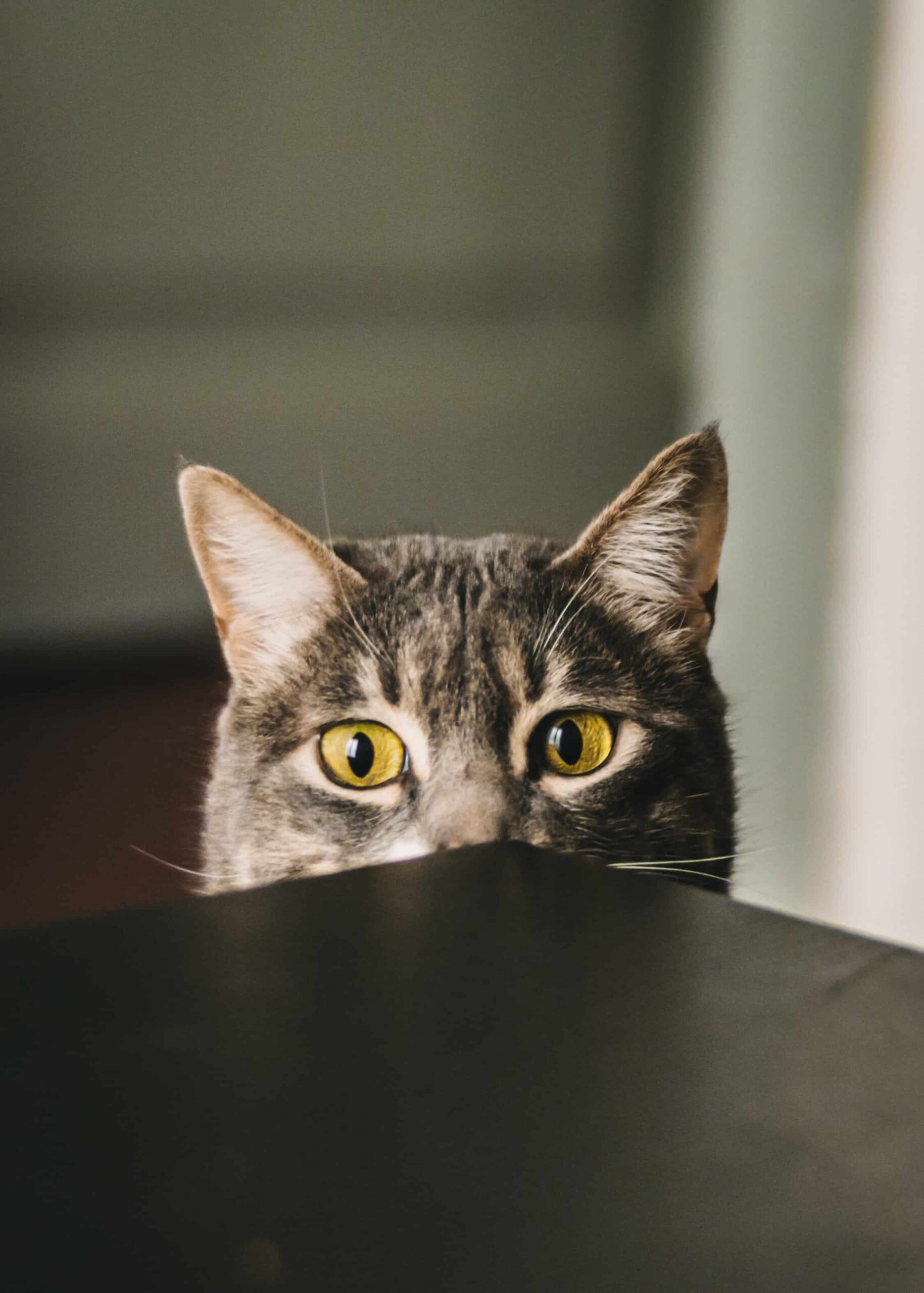 Cat Whatsapp DP