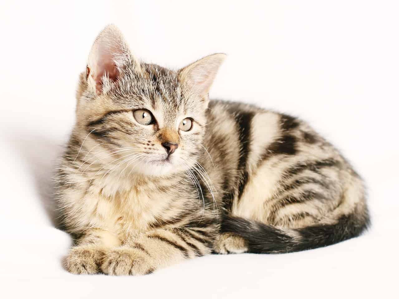 Cat DP for Instagram