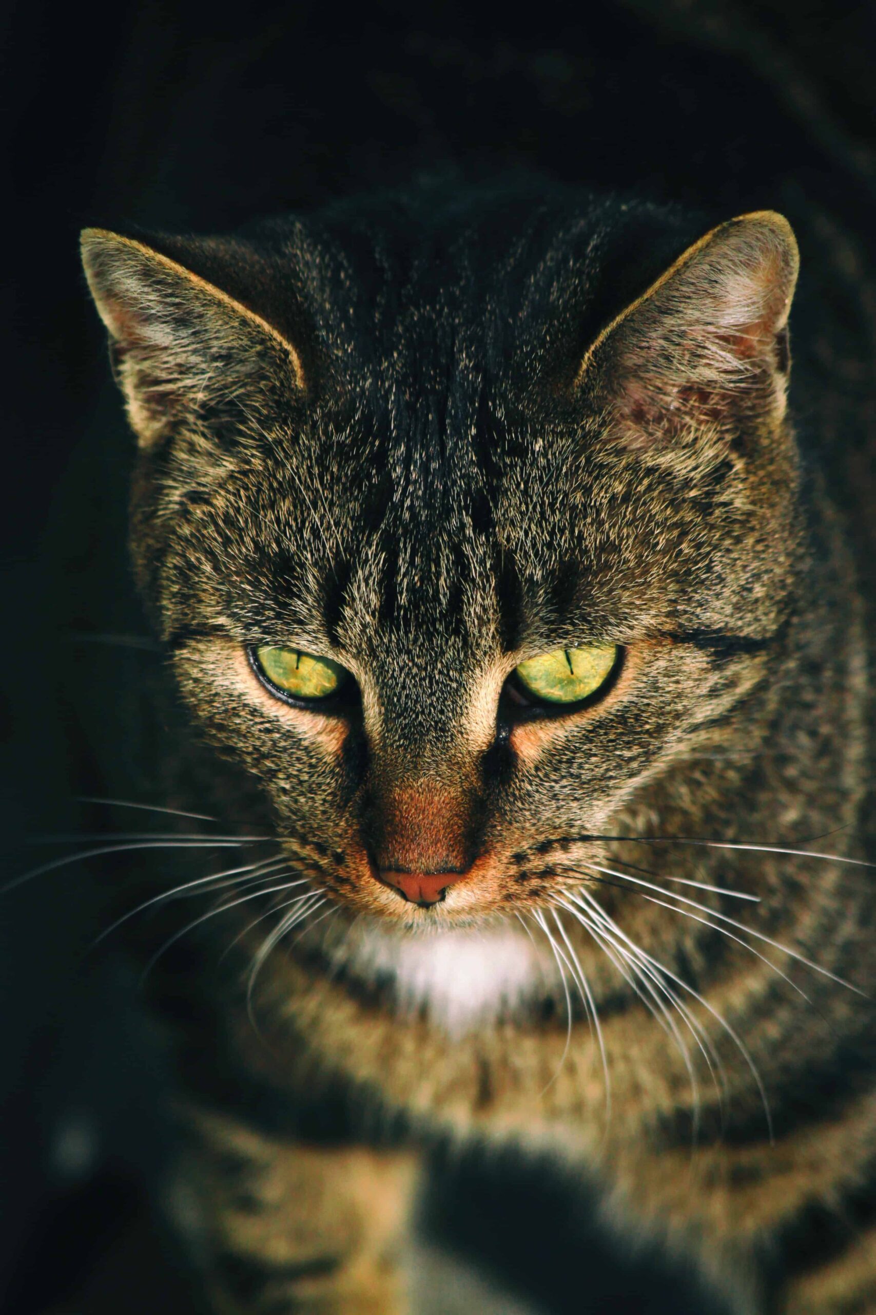 Cute Cat DP