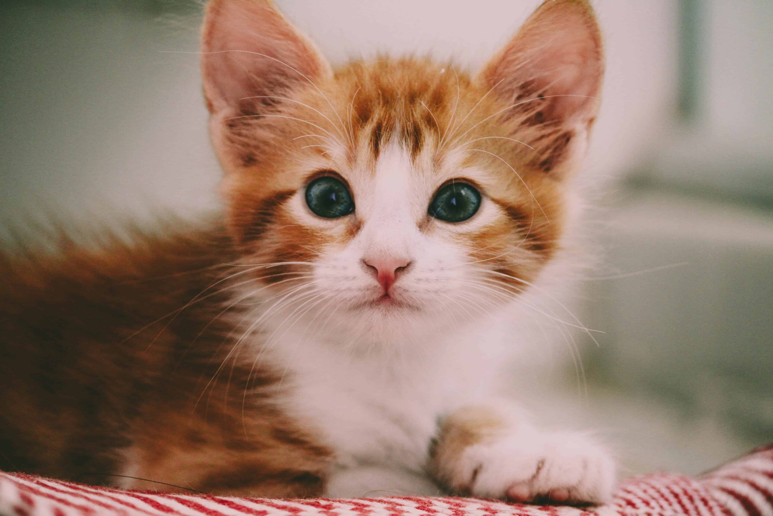 Cat Pics DP